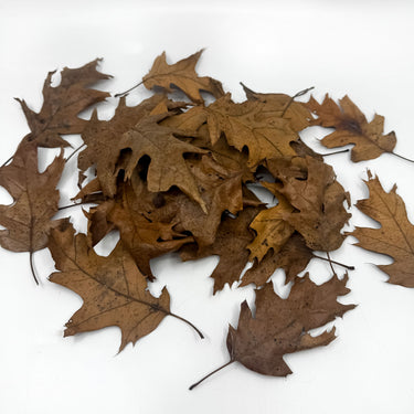 Red Oak Isopod Leaf Litter